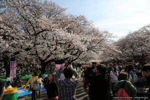 japan spring 2014 123