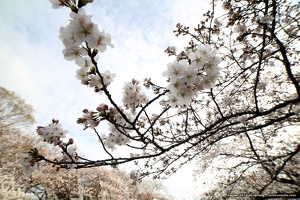 japan spring 2014 138