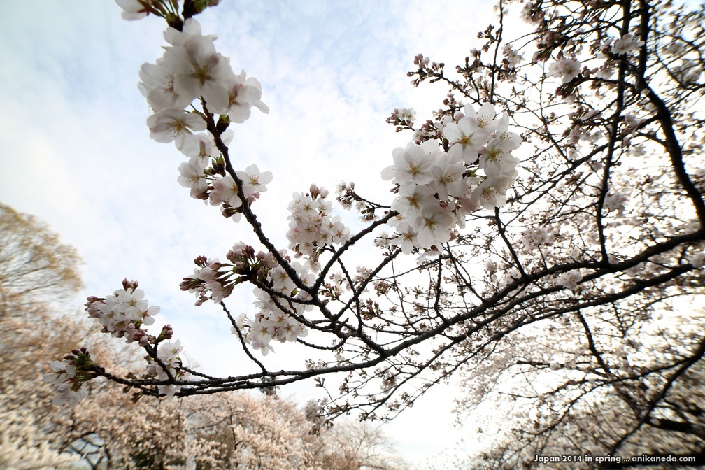 japan_spring_2014_138.jpg