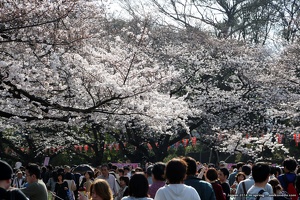 japan spring 2014 122