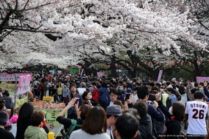 japan spring 2014 137